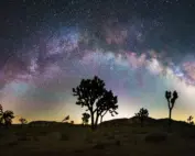 Joshua Tree park night
